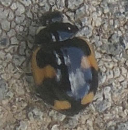 Ceratomegilla alpina